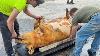 Butchering A 180 KG Pig The Old Fashioned Way Peaceful Mountain Village Life