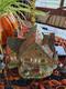 Department 56 Illuminated Disney Hocus Pocus Sanderson Sisters Cottage House